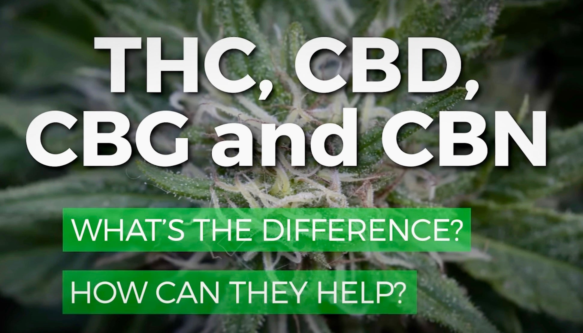 Cargar video: Explicación de Cannabinoides por Universidad de SYRACUSE